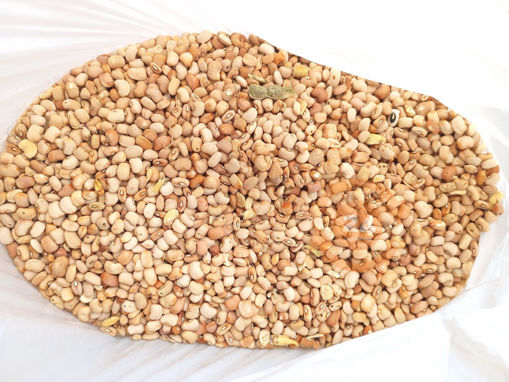 Picture of 1STOP HONEY BEANS 8LBS